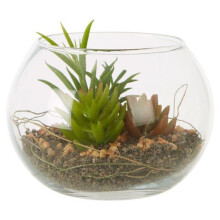 Fiori Mixed Succulent In Small Glass Pot