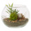 Premier Housewares Fiori Mixed Succulent In Small Glass Pot 1