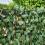 Artificial Ivy Screen Expandable Willow Trellis Fence Maple Leaf 2x1m 4