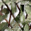 Artificial Ivy Screen Expandable Willow Trellis Fence Maple Leaf 2x1m 3