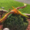 Jet Creations Inflatable Pteranodon Dinosaur, 57" WingSpan 2