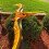 Jet Creations Inflatable Pteranodon Dinosaur, 57" WingSpan 5