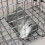 Actiaspet Heavy Duty Metal Humane Squirrel Catcher 5