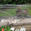 Actiaspet Heavy Duty Metal Humane Squirrel Catcher 8