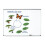 Learning Resources Learning Resources Butterfly Life Cycle, 9 Write and Wipe Pieces, Classroom Accessories, Teaching Aids, Ages 5 2