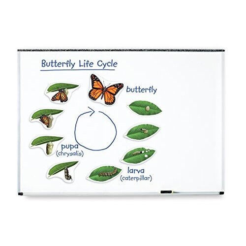 Learning Resources Learning Resources Butterfly Life Cycle, 9 Write and Wipe Pieces, Classroom Accessories, Teaching Aids, Ages 5 1