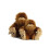 Aurora World Aurora - Jungle - 16.5" Big Foot 6