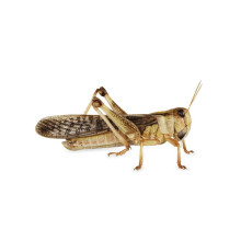 (Medium, BULK Bag 100) Swell Reptiles Livefood Locusts Bulk-Pack
