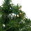 (Green) AAMEN 2ft Pre-Lit Tree With 20 Warm White LED Lights 3