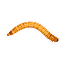 (BULK 500g) Swell Reptiles Livefood Mealworms Bulk-Pack