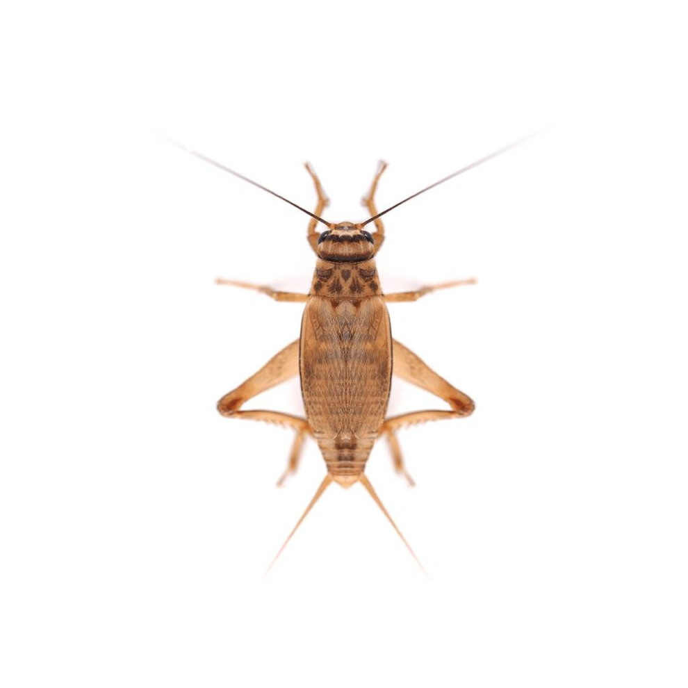 (Medium (BULK Bag of 500)) Swell Reptiles Livefood Silent Brown Crickets Bulk