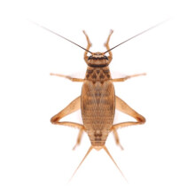 (Standard (BULK Bag of 500)) Swell Reptiles Livefood Silent Brown Crickets Bulk