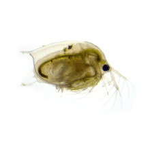 Swell UK Live Daphnia Aquarium Fish Food 10 Pack Tropical Fish Food