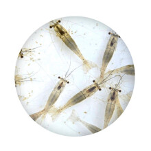 Swell UK Live River Shrimp Aquarium Fish Food 10 Pack
