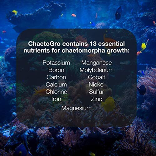Brightwell CHAETO GRO for Cheato Growth in Reef Systems 250ml 2