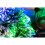 (2Ft) Frosted Tips 8 Modes Fibre Optic Christmas Tree LED Pre-Lit 3