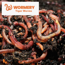 500g Tiger Composting Worms Bundle