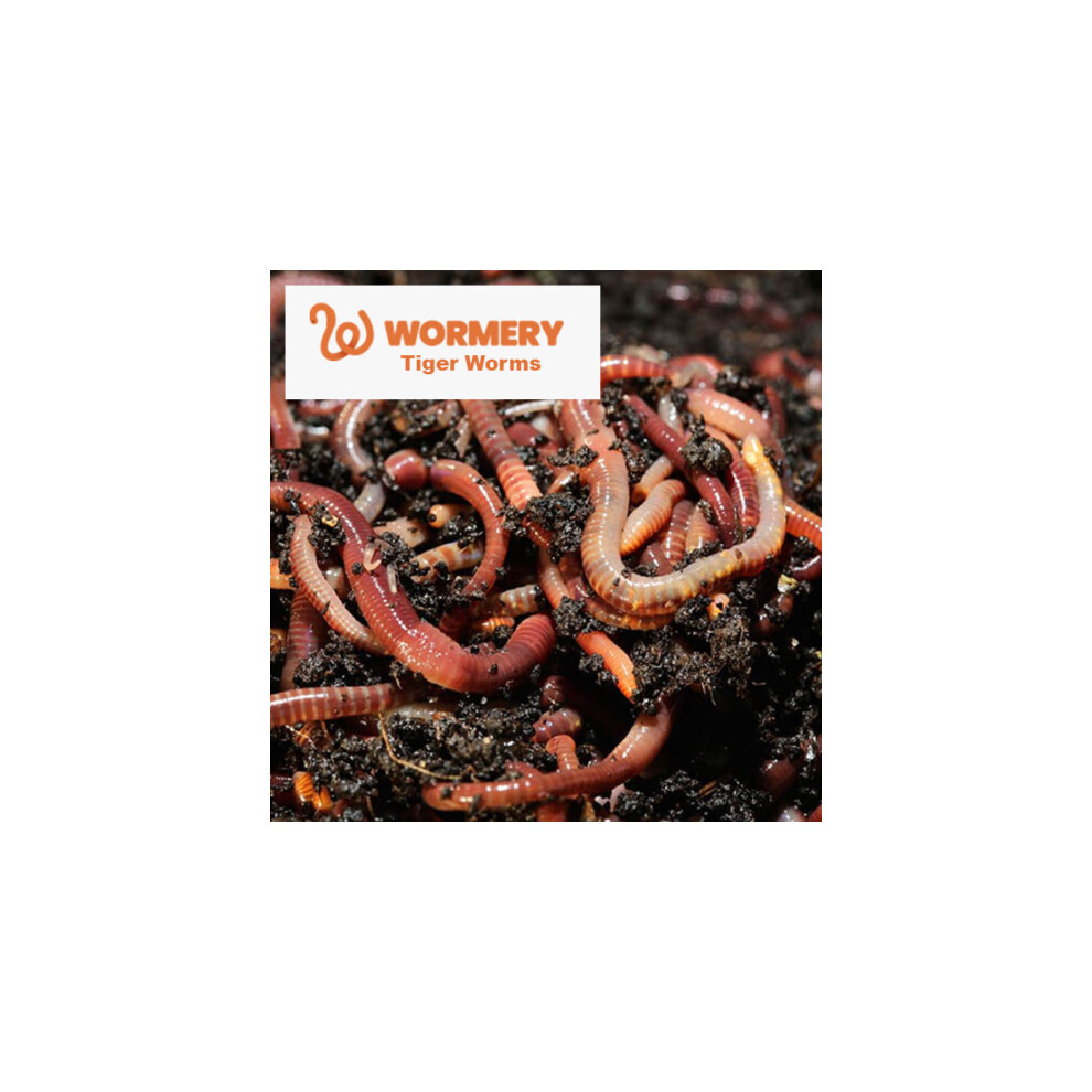 500g Tiger Composting Worms Bundle
