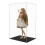 Large Acrylic Display Case Dustproof Box Perspex Clear Collectibles 10