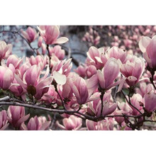 1X 3-4FT LARGE MAGNOLIA SOULANGEANA PLANT - FRAGRANT TREE - 3L