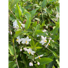 Solanum Jasminoides Alba Climbing Plant 3-4ft Supplied in a 3 Litre Pot