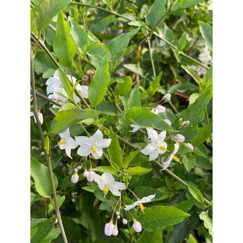 Solanum Jasminoides Alba Climbing Plant 3-4ft Supplied in a 3 Litre Pot