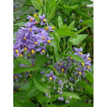 1X 3-4FT LARGE SOLANUM CRISPUM GLASNEVIN BLUE FLOWERING CLIMBING PLANT 3L