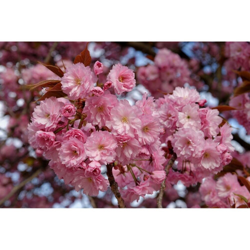 Dwarf Patio Prunus Kanzan Japanese Flowering Cherry Tree 3-4ft supplied in a 5 Litre Pot