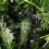 8ft Colorado Spruce Christmas Tree in Green with 1095 tips 148cm Diameter 5