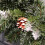 60cm Snow King Fir Green Christmas Wreath with Pine Cones 4