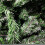 8ft Colorado Spruce Christmas Tree in Green with 1095 tips 148cm Diameter 4