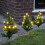Premier 6 x 30cm LED Lit Premier Christmas Tree Path Lights (15 LEDs Per Tree) 7