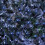Premier Premier 1.7m x 1.2m 180 LED Multi Action Christmas Net Window Light Blue & White 2