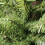90cm (3ft) Mini Plain Green Christmas Tree in a Jute Bag 2