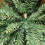Premier 2m (6.5ft) Premier Pencil Style Slim Christmas Tree in Green 5