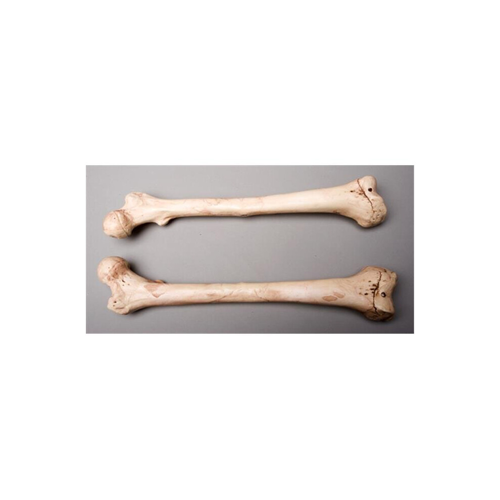 Aged Left Femur Bone