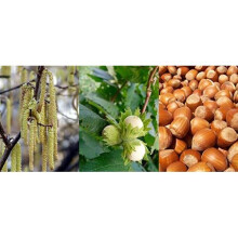 Corylus Avellana Hazelnut Fruit Trees Pack of 5 Cobnut 3-4ft Supplied in 3 Litre Pots