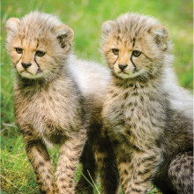 Leopard Cubs Blank Any Occasion Greeting Card Second Nature Gallery Cards