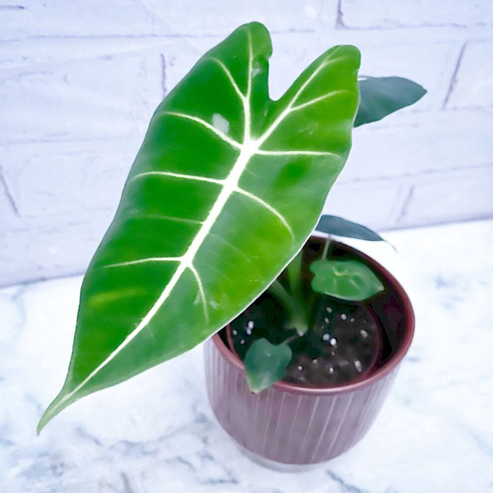 20 - 30cm Alocasia Frydek Elephant Ear 10cm Pot House Plant