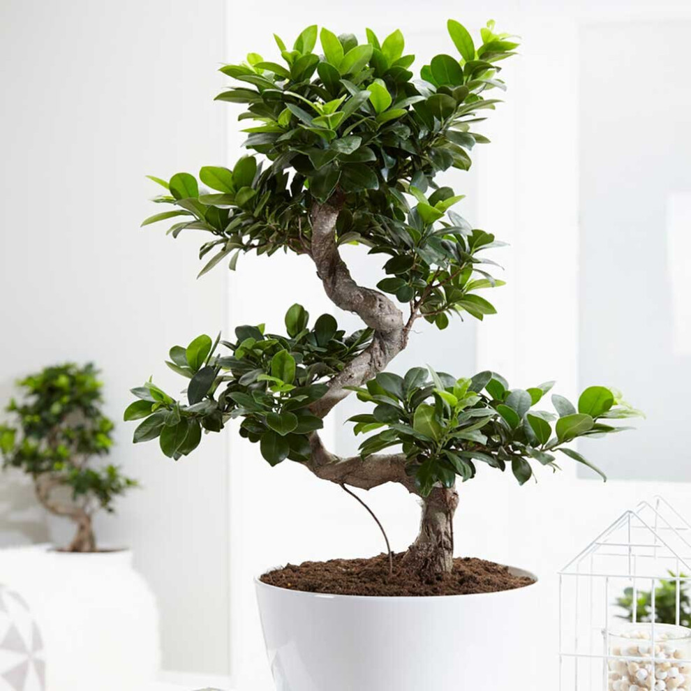 50 - 60cm Ficus Ginseng Bonsai S Type 22cm Pot House Plant