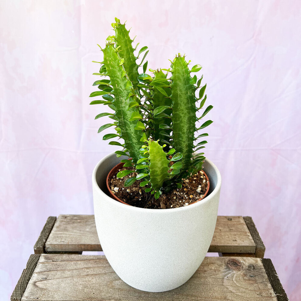 10 - 20cm Euphorbia Trigona Cactus 12cm Pot House Plant