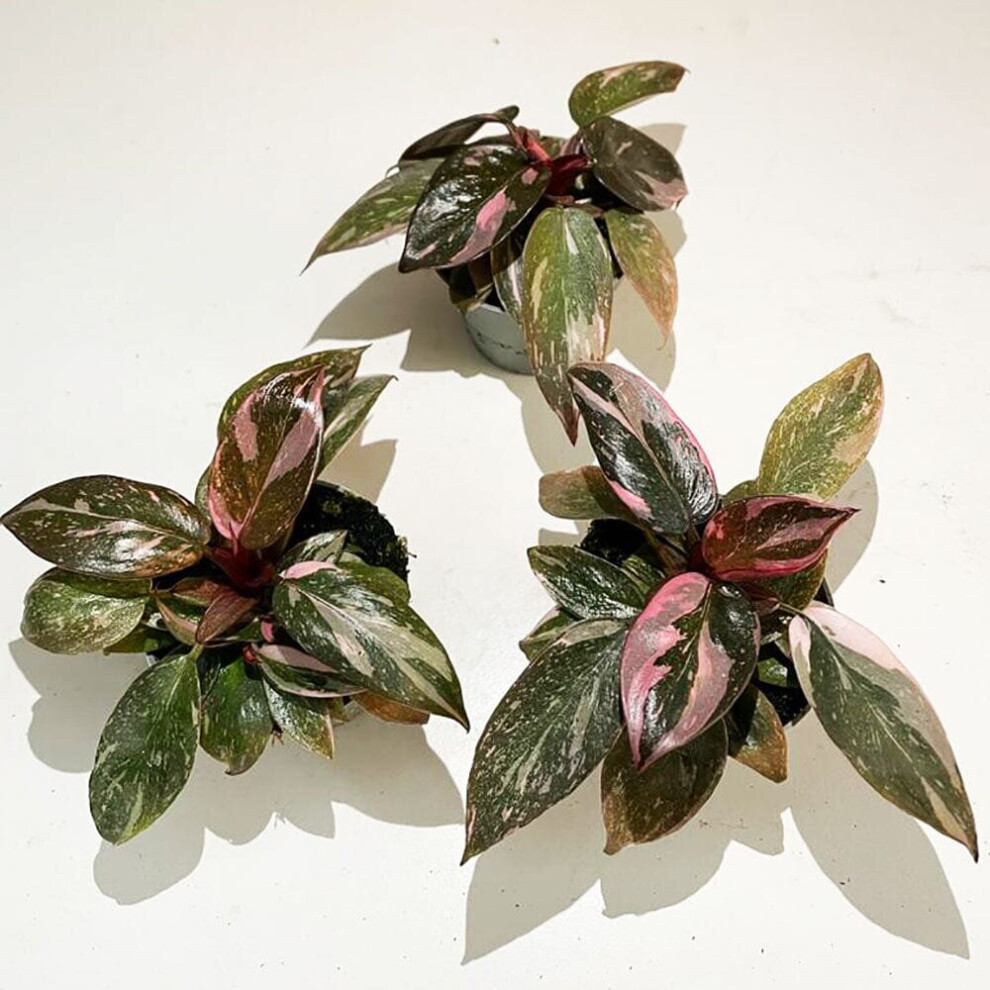 Highly Variegated Pink Princess House Plant 6cm Pot