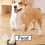 Boutons de commande interactifs enregistrables pour animaux de compagnie 11