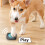 Boutons de commande interactifs enregistrables pour animaux de compagnie 12