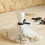PLASTIC CLAMPS 2'' 6PC 2
