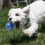 KONG KONG Squeezz Geodz 2-pk Assorted Multi Colours dog toy 4