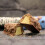 Warrior Choc Chip Cookie Dough - Warrior Crunch - 12 μπάρες 6