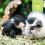 Burgess Excel Guinea Pig Nuggets with Mint, 3 kg 6