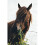 Aubiose Pet Bedding 5