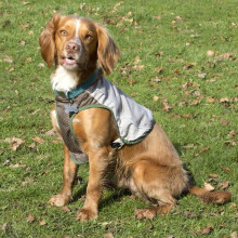 Scruffs "Insect Shield Vest Taupe